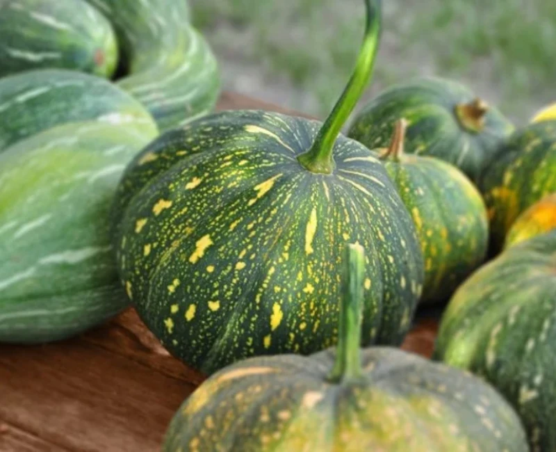 Fresh Green Pumpkin